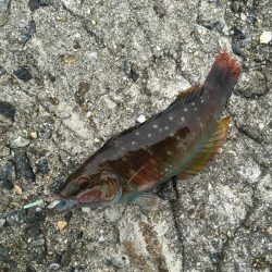 ちっちゃいけど良く釣れるよ！